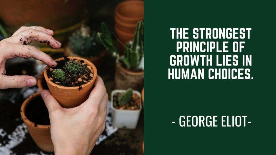 Hands planting cactus; growth through choices.