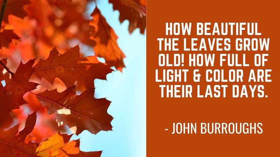 Autumn leaves glowing in the sun.